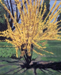 Forsythia