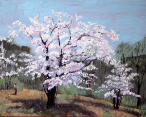 Cherry Blossoms # 3, 2012, 20 x 16, Oil on canvas