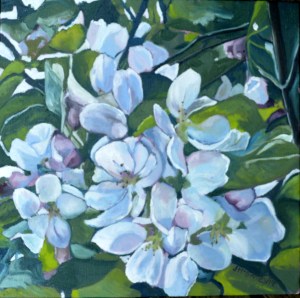 Cherry Blossoms, 2014, 12x12