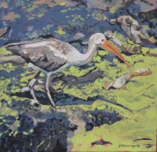 Ibis Series 1  Camoflauge 12 x12 2015 - Copy