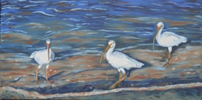 Ibis Series 2 Wading 15 x 30 2015 - Copy