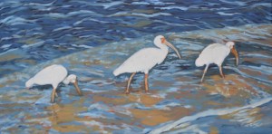 Ibis Series 4 Wading 15 x 30 2015 - Copy