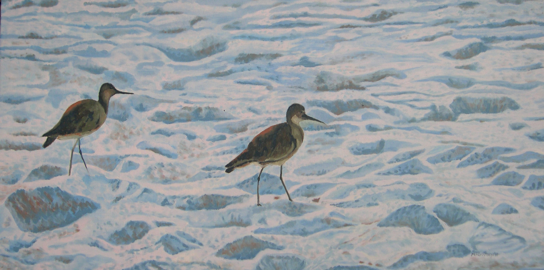 Willets on Beach Florida 2011 best