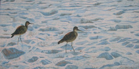 Willets on Beach Florida 2011 best